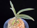 신라 新羅 Sinra (Shiragi)