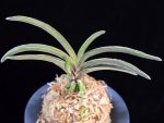신라 新羅 Sinra (Shiragi)