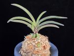 신라 新羅 Sinra (Shiragi)