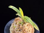탄황룡 灘黄龍 Nadakiryu