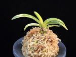 탄황룡 灘黄龍 Nadakiryu