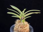 한라 漢拏 Hanra(Harura)