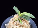 월영금 月影錦 Wolyeonggeum