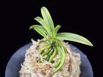 대호 大虎 Daeho (Onamisekai Tora)