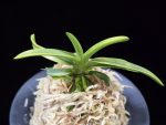 대호 大虎 Daeho (Onamisekai Tora)