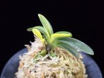 취화금 翠華錦 Suikanishiki