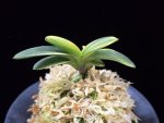 취화금 翠華錦 Suikanishiki