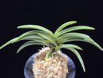 한라 漢拏 Hanra(Harura)