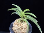 한라 漢拏 Hanra(Harura)