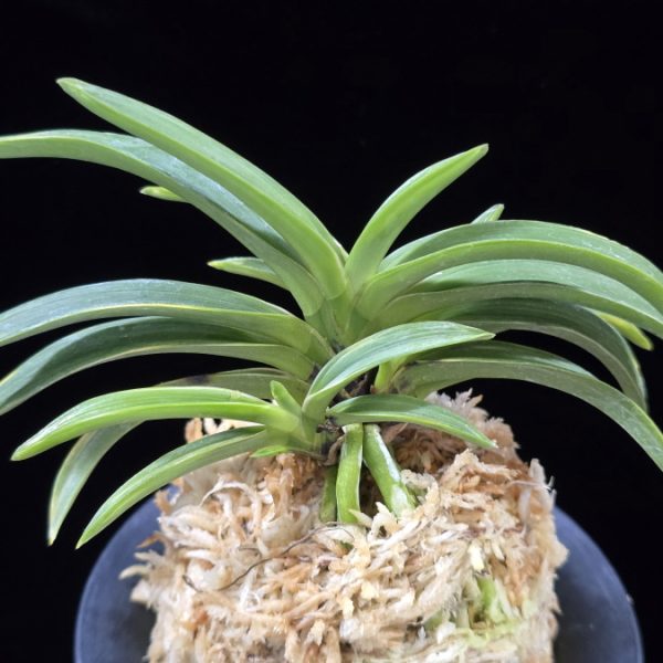 한라 漢拏 Hanra(Harura)