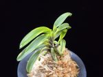 동해복륜 東海復輪 Tokai Fukurin
