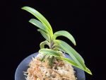 동해복륜 東海復輪 Tokai Fukurin