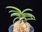 동해복륜 東海復輪 Tokai Fukurin