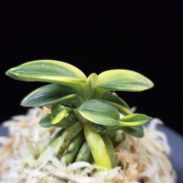 취월호 翠月湖 Chwiwolho(Seedling)