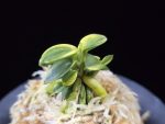 취월호 翠月湖 Chwiwolho(Seedling)