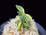 취월호 翠月湖 Chwiwolho(Seedling)