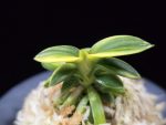 취월호 翠月湖 Chwiwolho(Seedling)