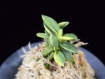 서황 瑞煌 Seohwang