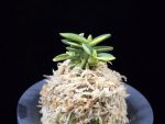 취월호 翠月湖 Chwiwolho(Seedling)