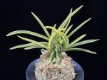 천혜복륜 天恵覆輪 Tenkei Fukurin