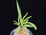 욱승 旭昇 Kyokusho