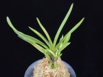 욱승 旭昇 Kyokusho