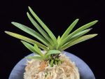 금모단 金牡丹 Kinbotan