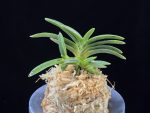 섭묵 摺墨 Surusumi