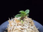 두영충 豆鈴虫 Mame Suzumushi