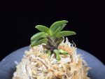 두영충 豆鈴虫 Mame Suzumushi