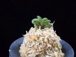 두영충 豆鈴虫 Mame Suzumushi