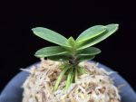 대장금 大壯錦 Daejanggeum(Daiso Nishiki)