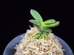 대장금 大壯錦 Daejanggeum(Daiso Nishiki)