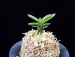 대장금 大壯錦 Daejanggeum(Daiso Nishiki)