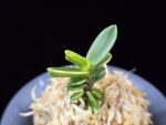 대장금 大壯錦 Daejanggeum(Daiso Nishiki)
