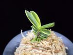 대장금 大壯錦 Daejanggeum(Daiso Nishiki)