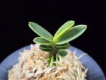 대장금 大壯錦 Daejanggeum(Daiso Nishiki)