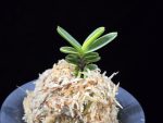 대장금 大壯錦 Daejanggeum(Daiso Nishiki)