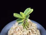 대장금 大壯錦 Daejanggeum(Daiso Nishiki)