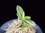 대장금 大壯錦 Daejanggeum(Daiso Nishiki)