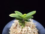 대장금 大壯錦 Daejanggeum(Daiso Nishiki)