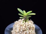 대장금 大壯錦 Daejanggeum(Daiso Nishiki)