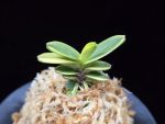 대장금 大壯錦 Daejanggeum(Daiso Nishiki)