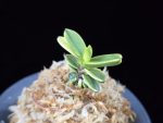월영금 月影錦 Wolyeonggeum (Ruby root)