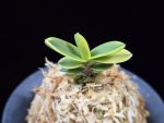 대장금 大壯錦 Daejanggeum(Daiso Nishiki)