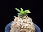 대장금 大壯錦 Daejanggeum(Daiso Nishiki)