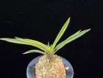 고궁 故宮 Gogung(Kokyu) (Ruby root)