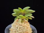 보울두 宝熨斗 Takaranoshi
