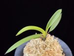 려인 麗人 Ryeoin (Ruby root)