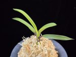 려인 麗人 Ryeoin (Ruby root)